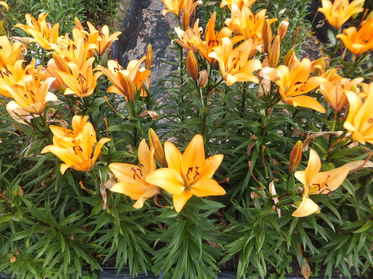 篠山玉水ゆり園の写真13