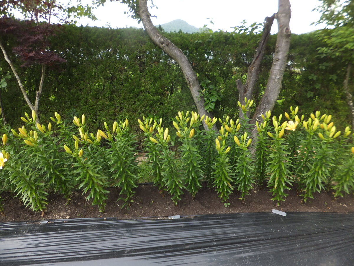 篠山玉水ゆり園の写真14