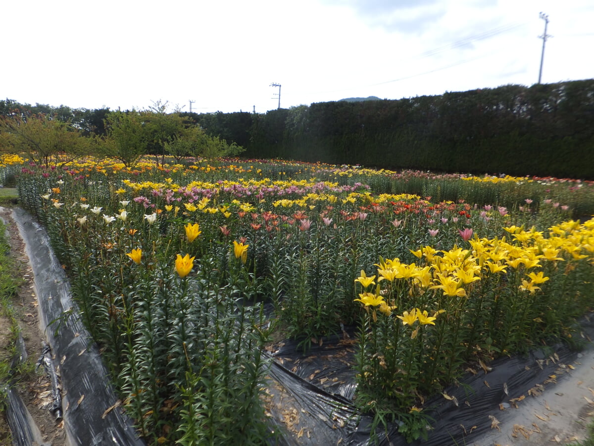 篠山玉水ゆり園の写真15