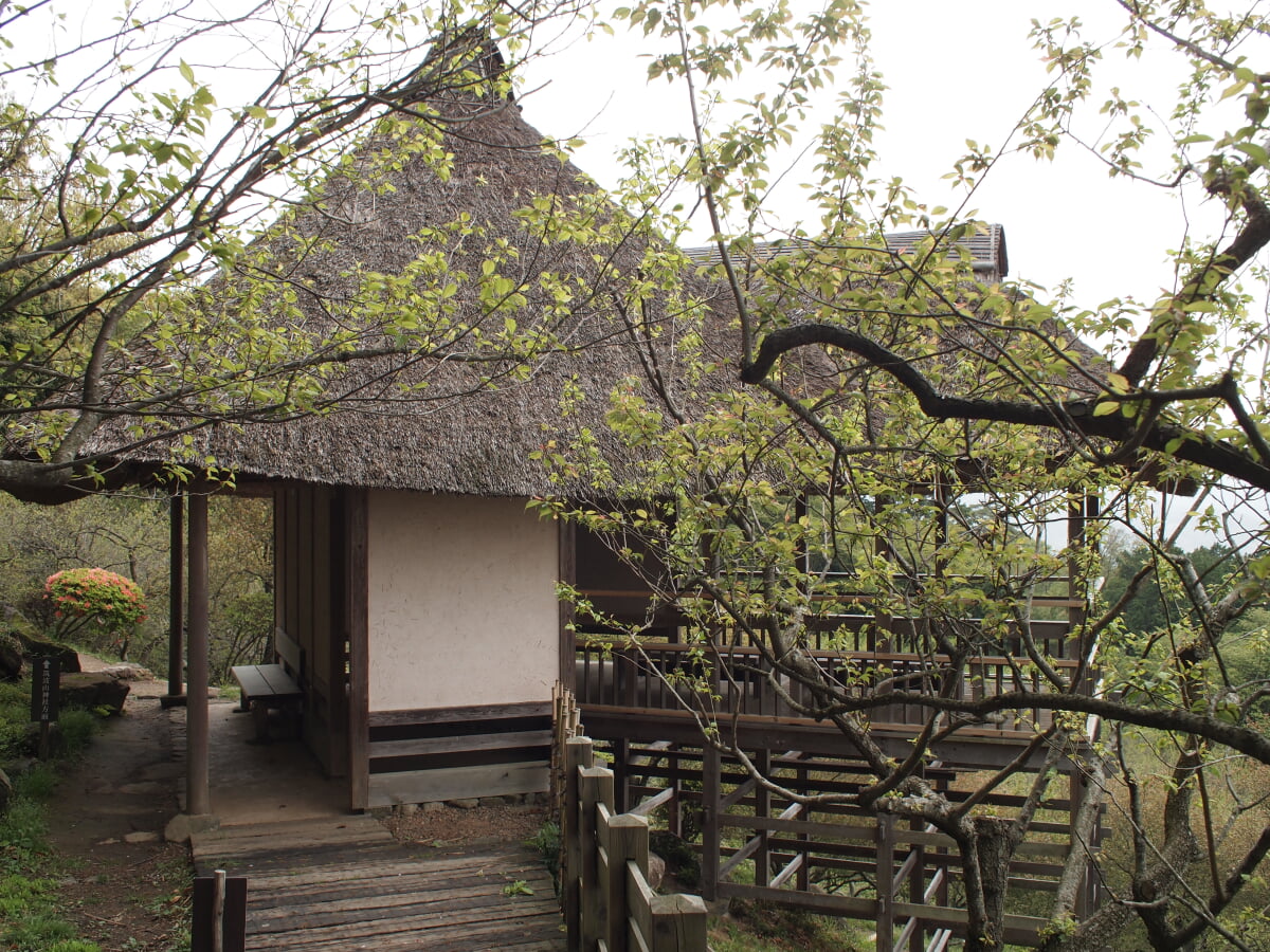 筑波山梅林の写真3