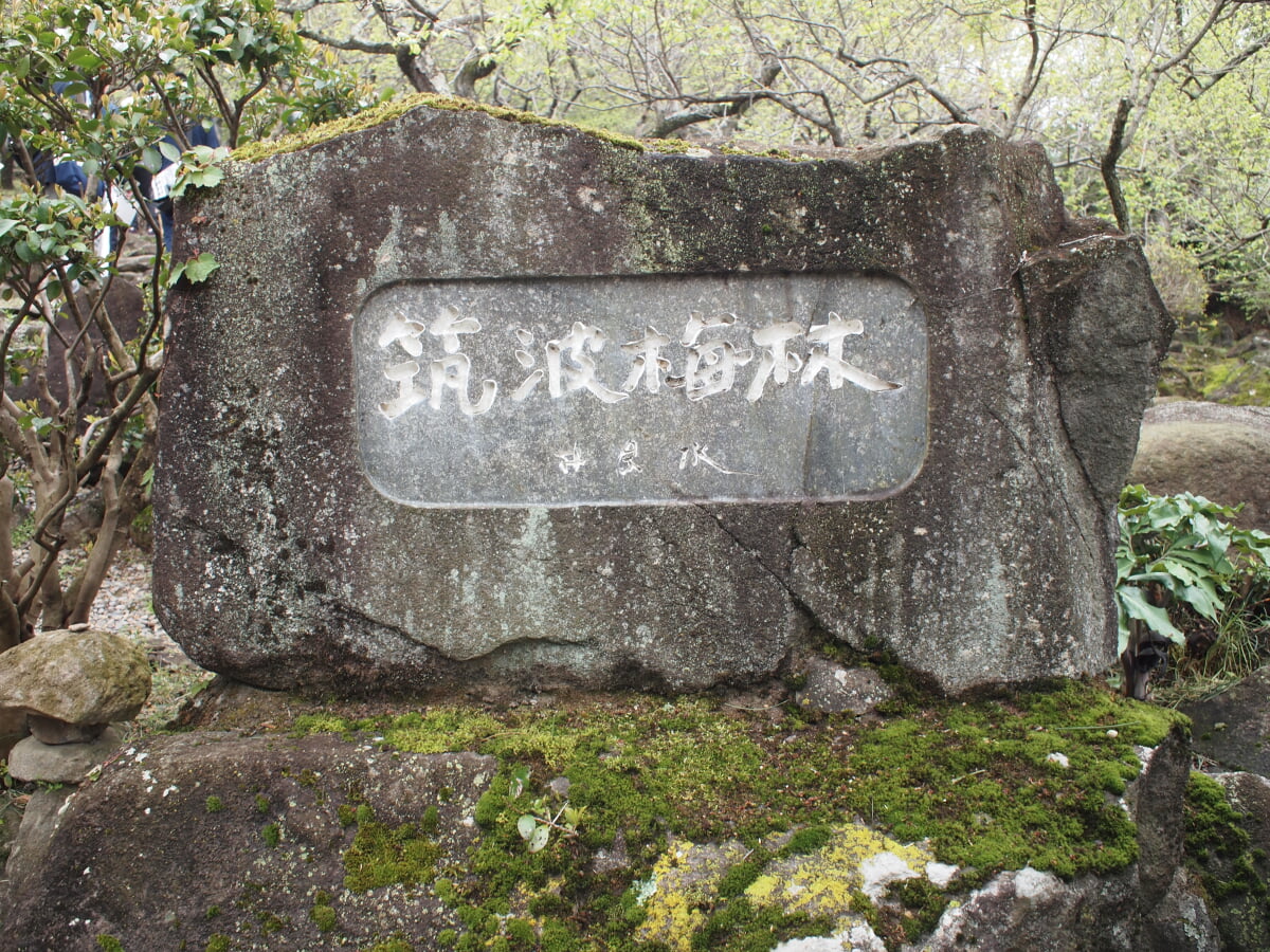 筑波山梅林の写真9