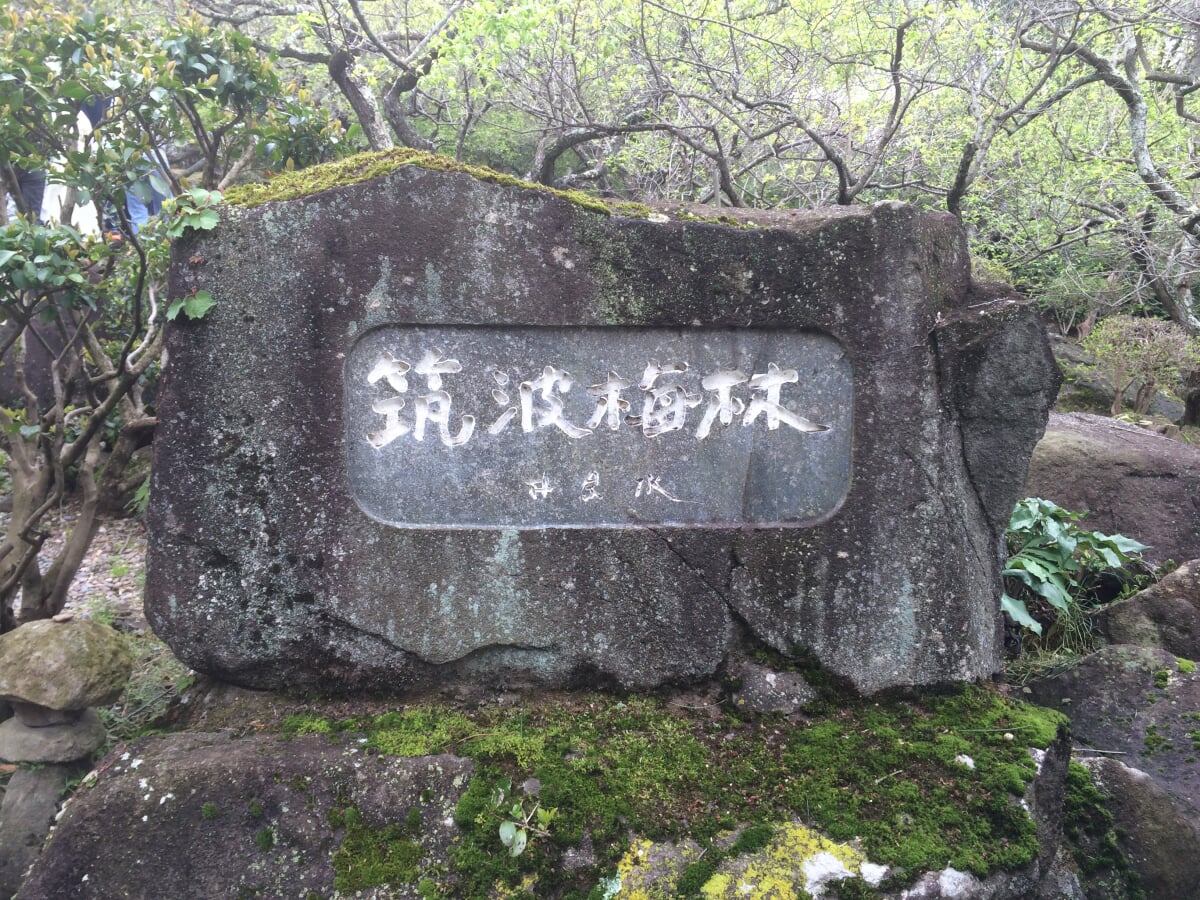 筑波山梅林の写真10