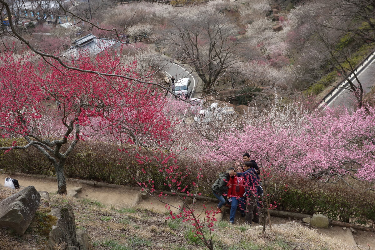 筑波山梅林の写真11