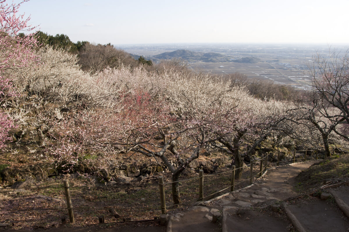 筑波山梅林の写真14