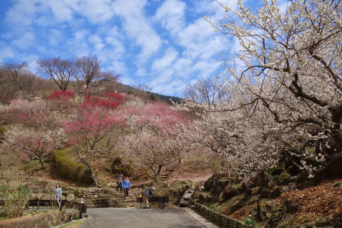 筑波山梅林の写真1