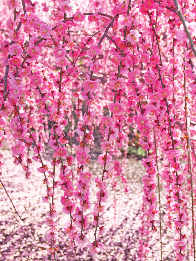 鈴鹿の森庭園の写真4