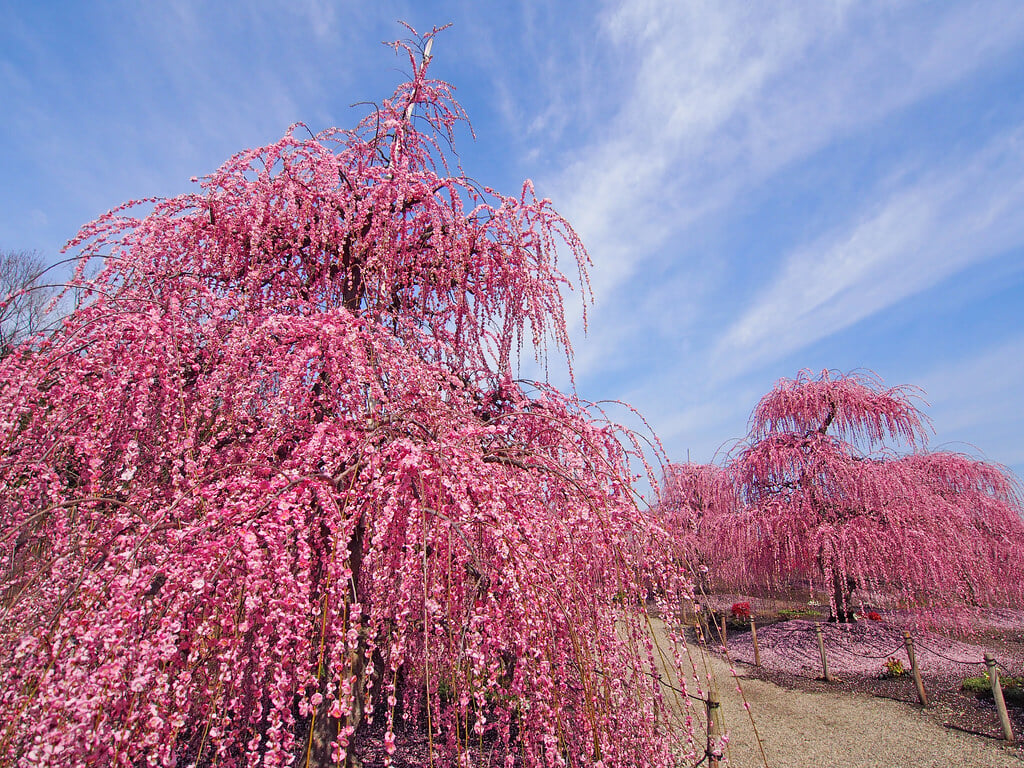 鈴鹿の森庭園の写真1