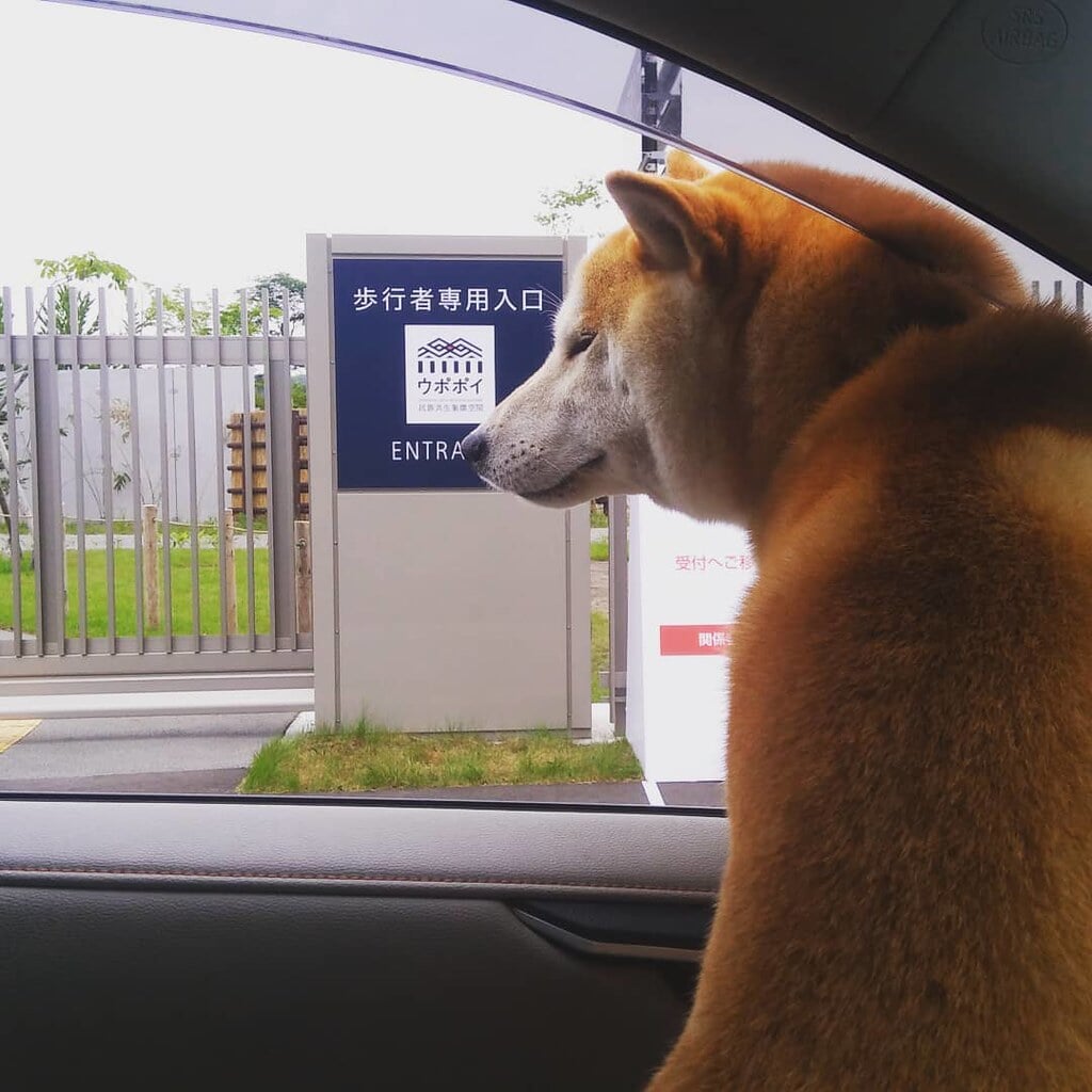 ウポポイの写真29