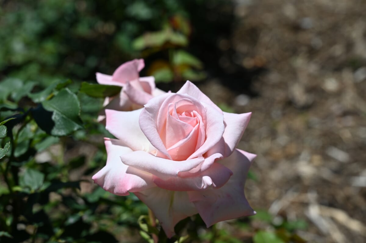 さかき千曲川バラ公園の写真2