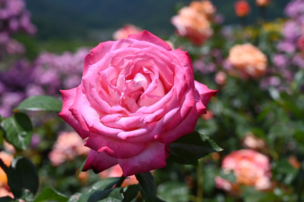 さかき千曲川バラ公園の写真3