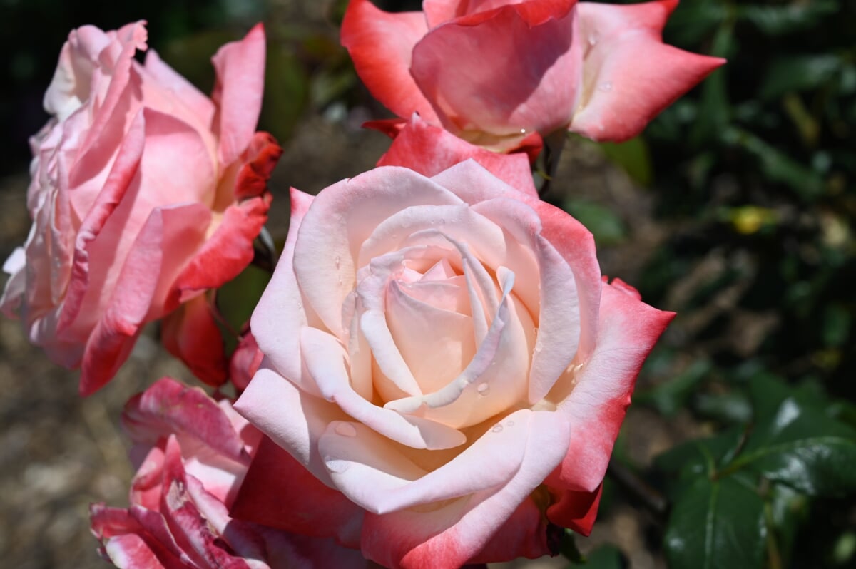 さかき千曲川バラ公園の写真4