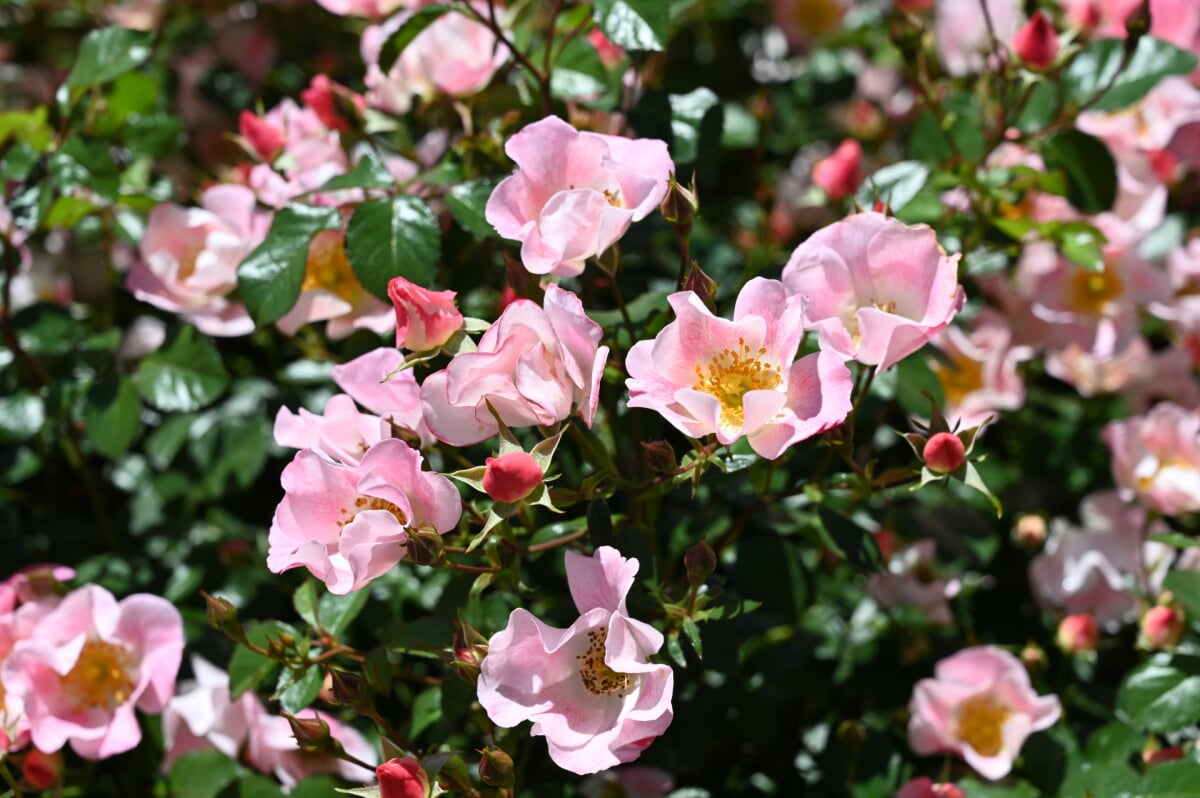さかき千曲川バラ公園の写真5