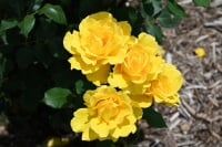 さかき千曲川バラ公園