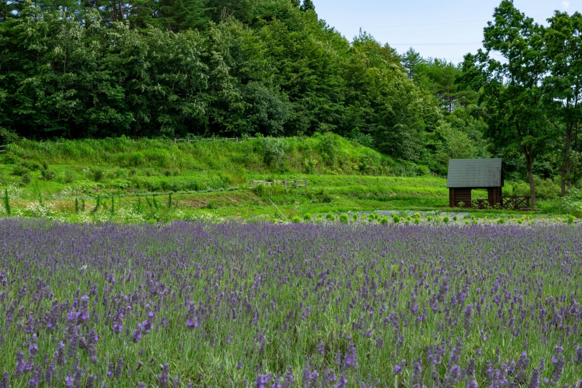 玉虫沼農村公園「かおりの広場」の写真2