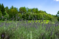玉虫沼農村公園「かおりの広場」