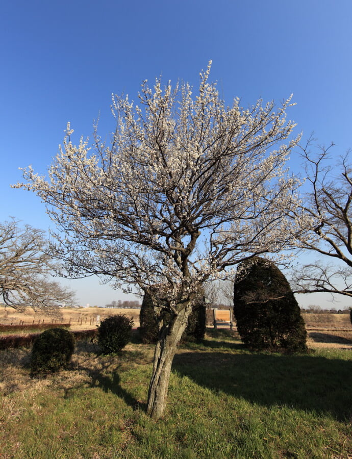中の島公園の写真3