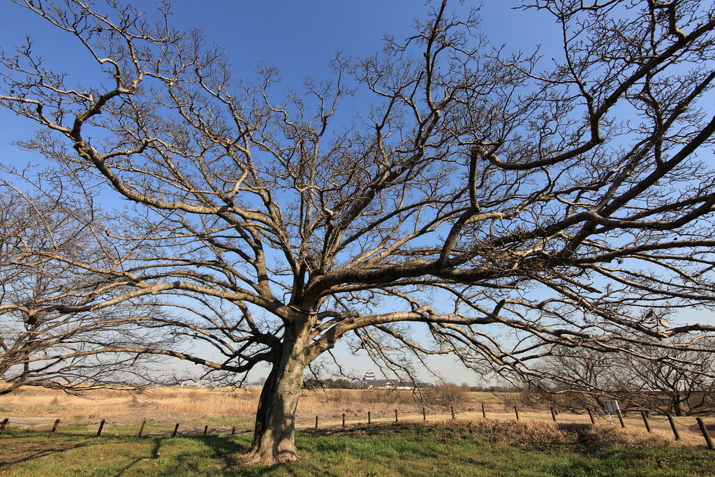 中の島公園の写真1