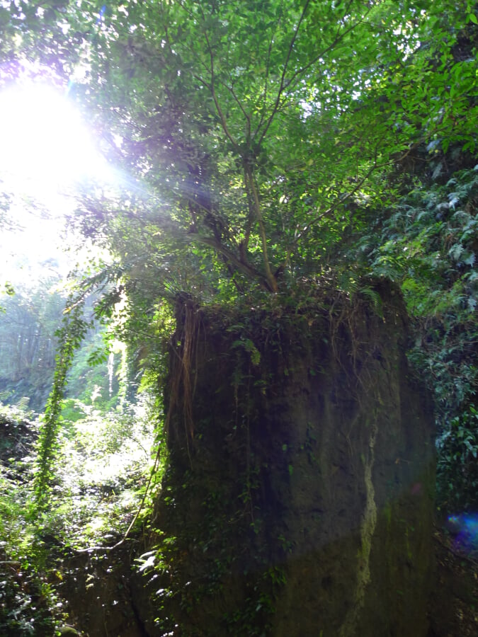 伊尾木洞の写真7