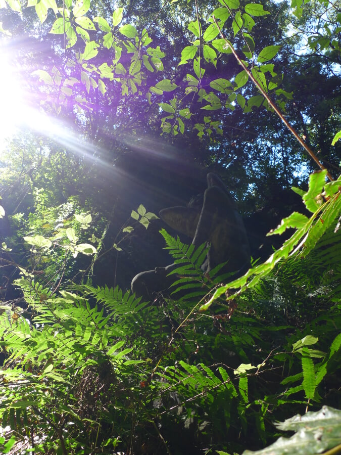 伊尾木洞の写真12