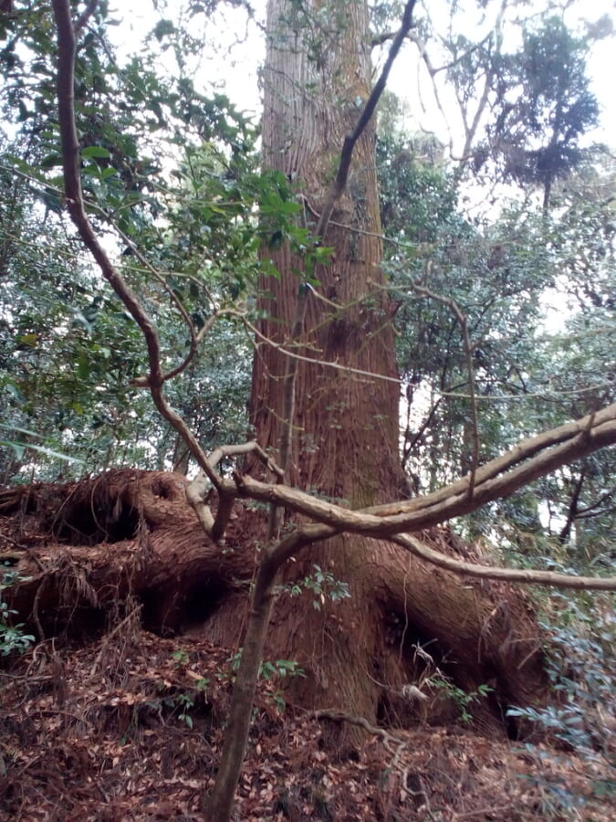 高千穂神社の写真5