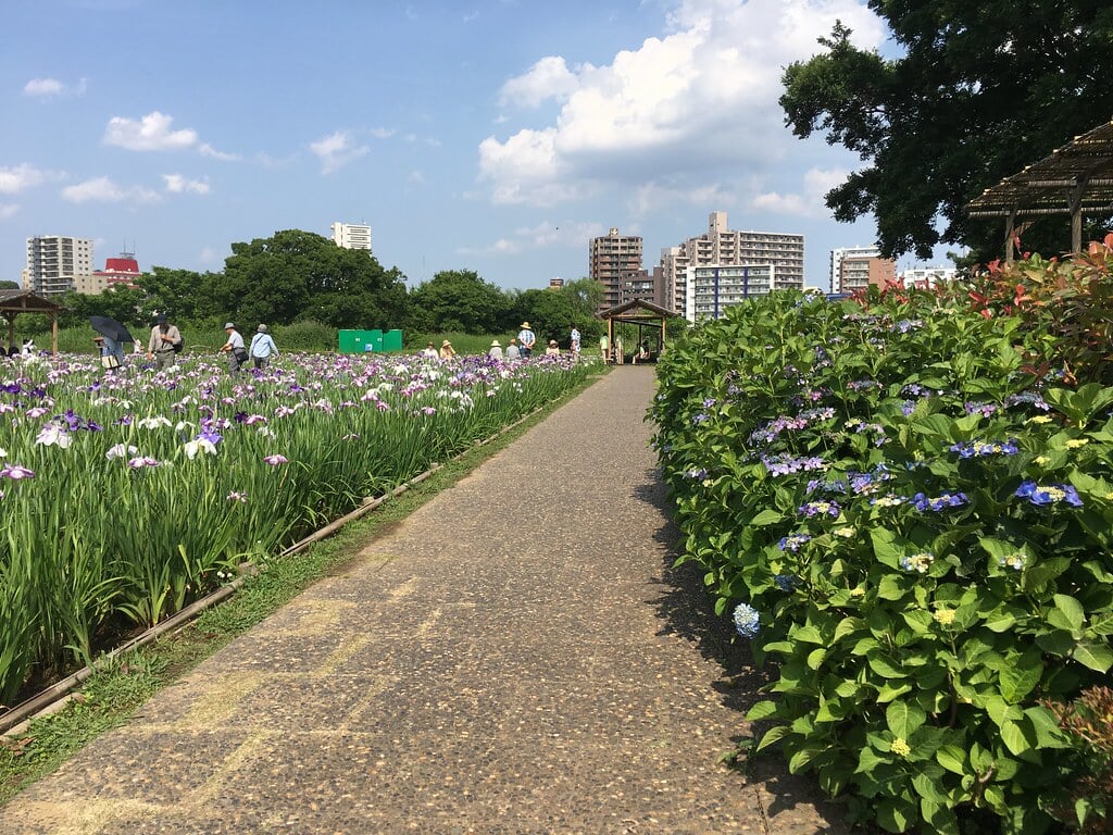 小岩菖蒲園の写真2