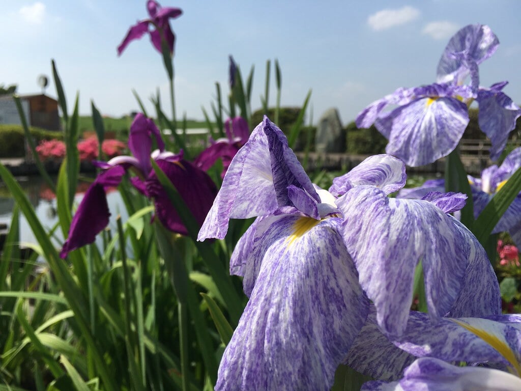 小岩菖蒲園の写真3