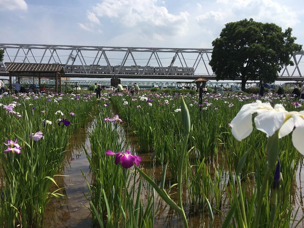 小岩菖蒲園の写真7
