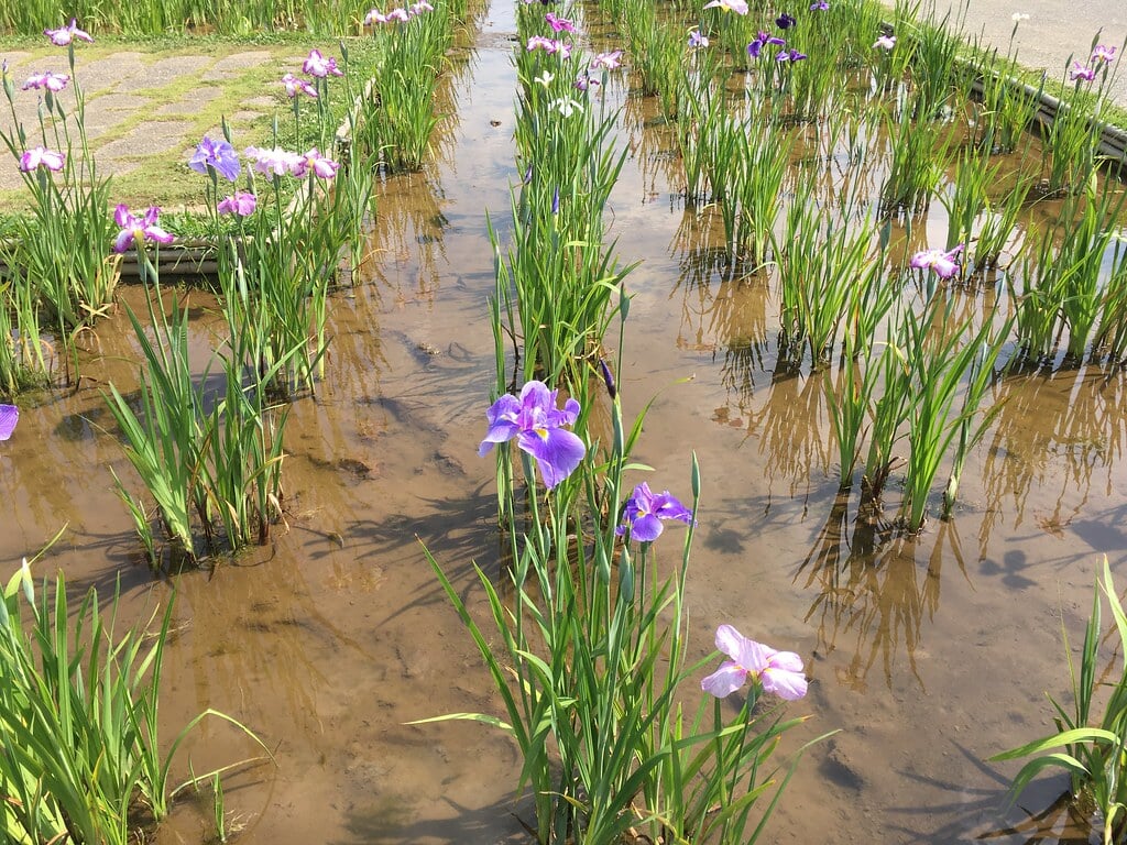小岩菖蒲園の写真8