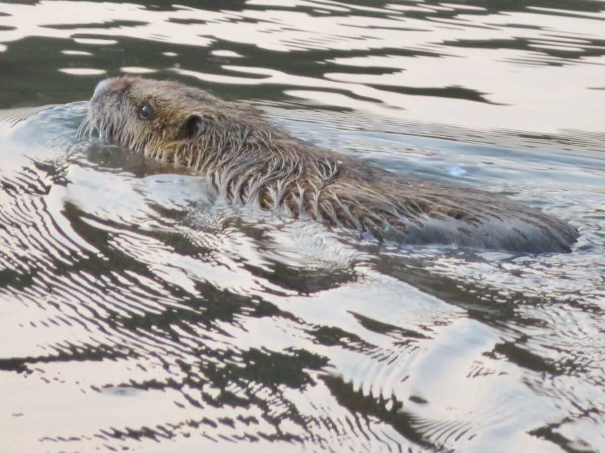 定光寺公園の写真5