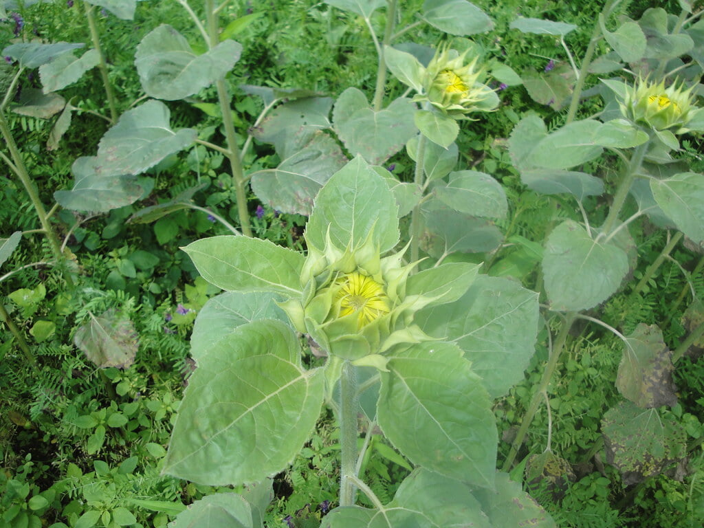 朝日ヶ丘公園の写真3