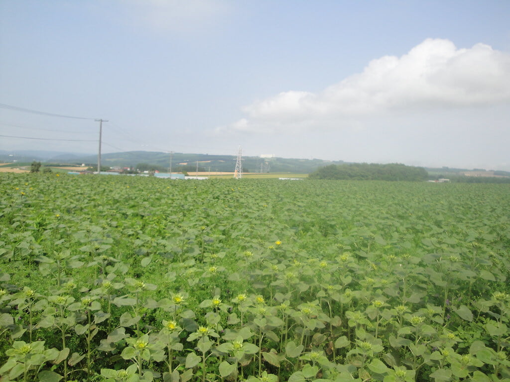 朝日ヶ丘公園の写真4