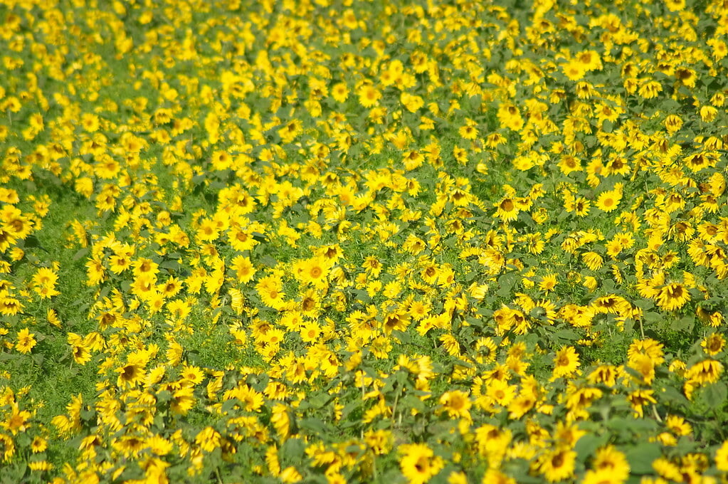 朝日ヶ丘公園の写真6