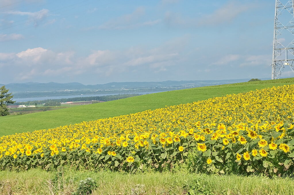 朝日ヶ丘公園の写真8