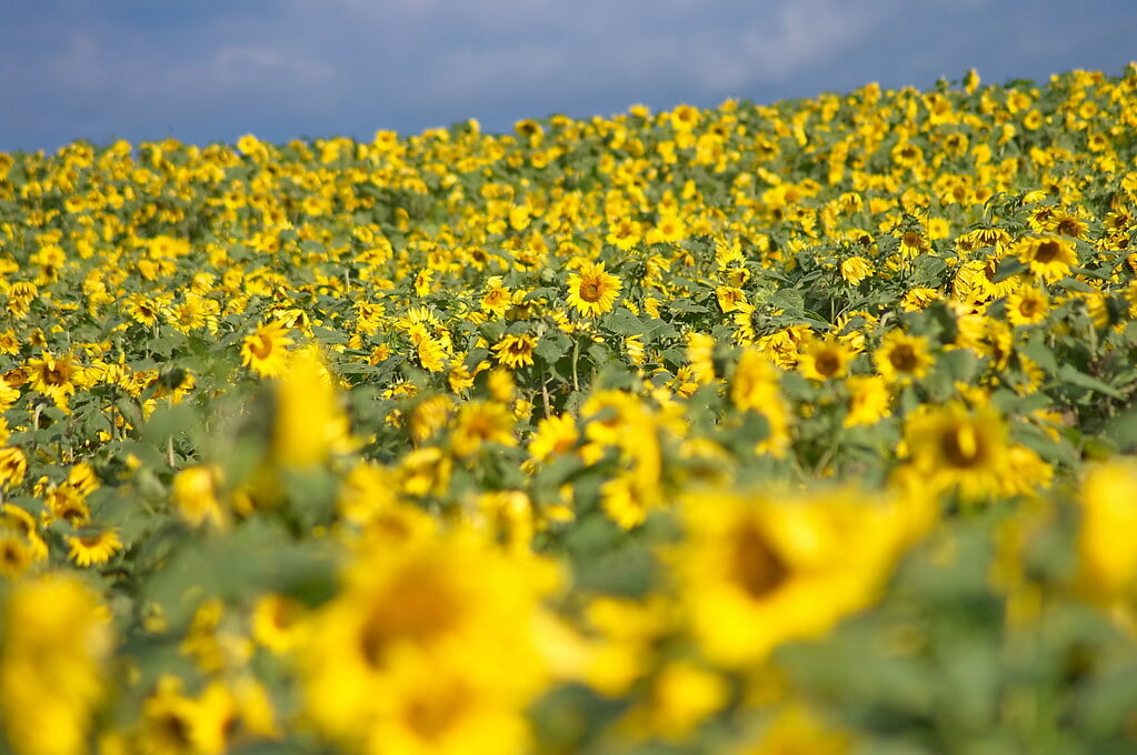 朝日ヶ丘公園の写真9