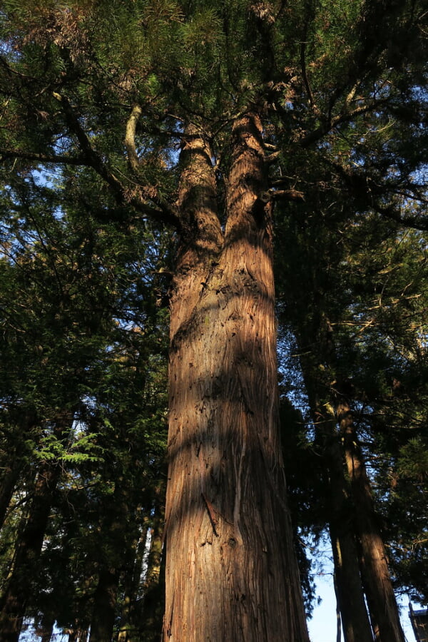 諏訪大社 下社春宮の写真4