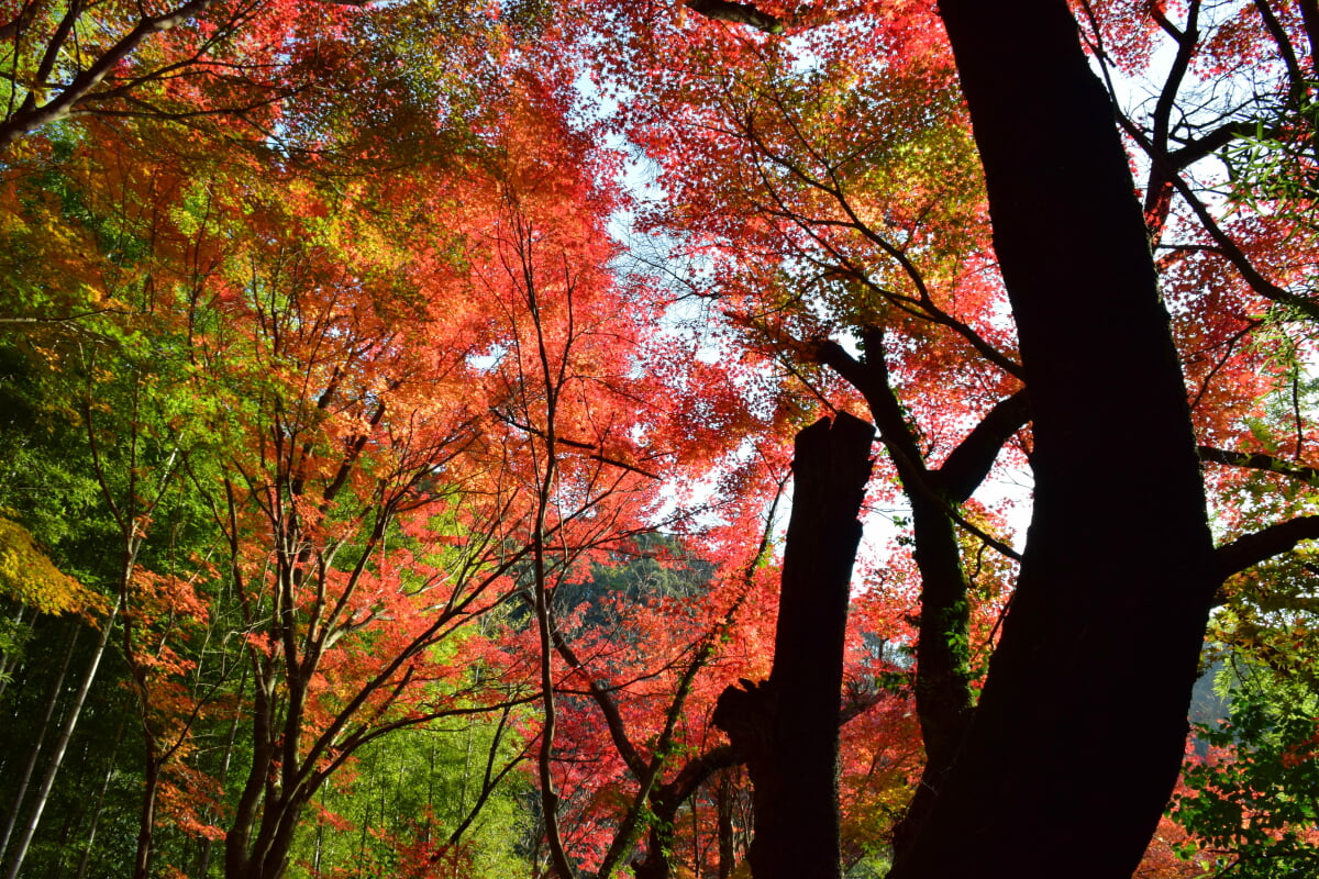内々神社の写真5