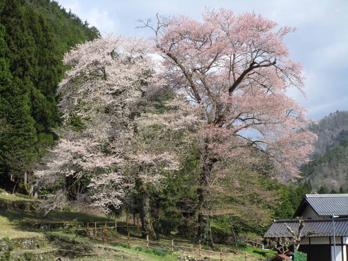 苗代桜の写真1