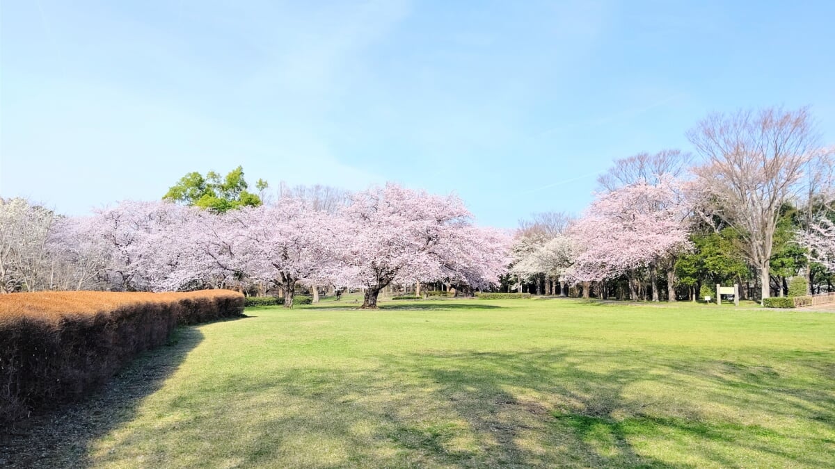 大庭城址公園の写真8