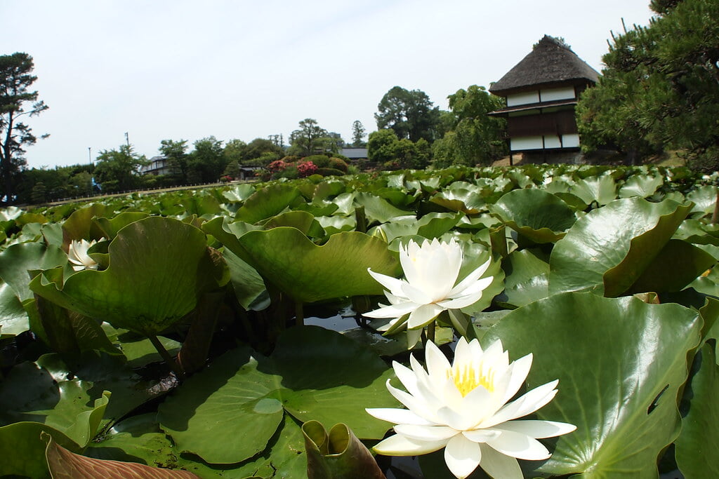 衆楽園の写真16