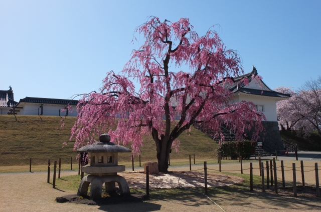 国指定史跡山形城跡 霞城公園の写真8