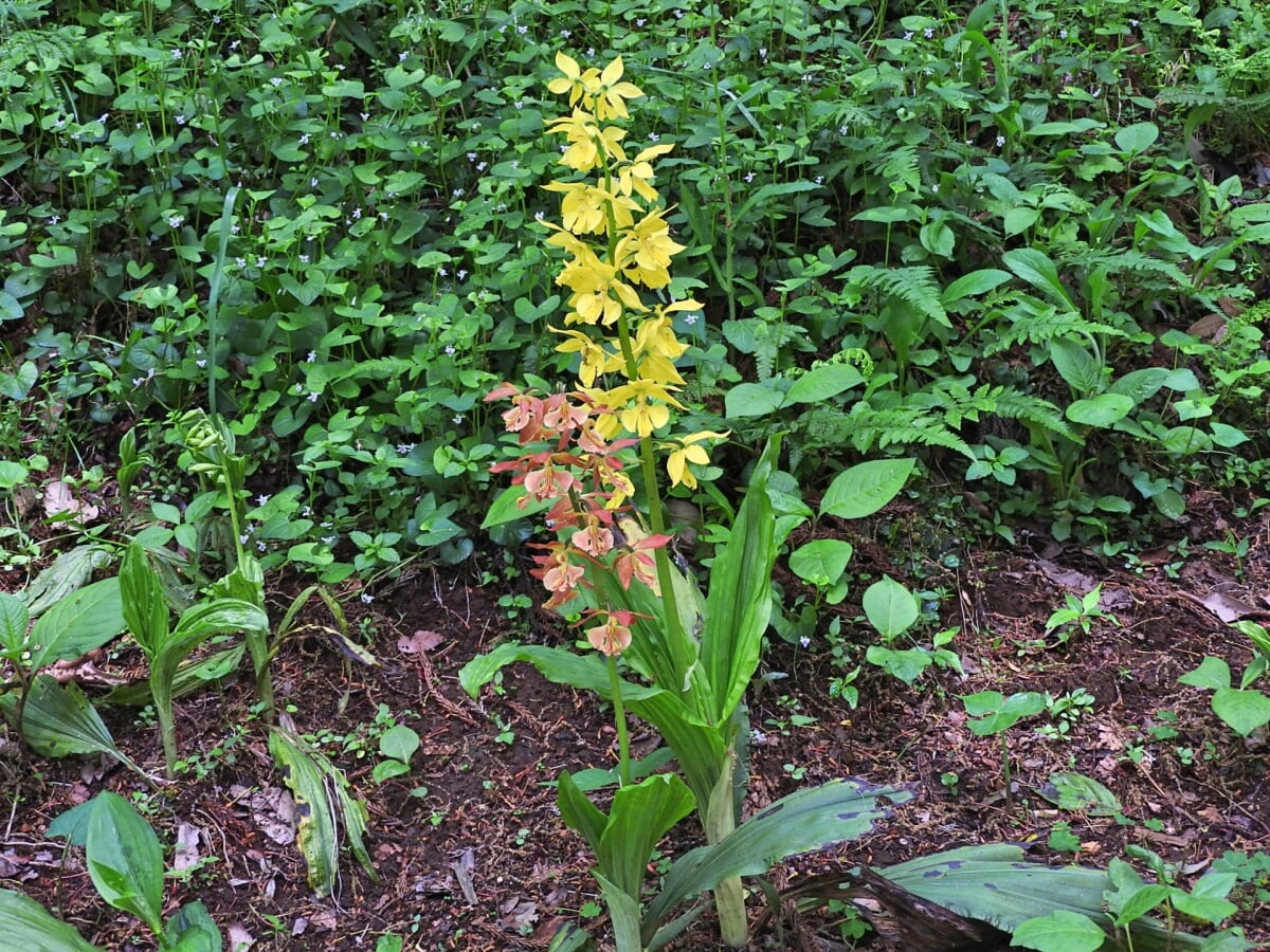 町田えびね苑の写真2