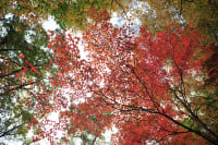 荘川であいの森