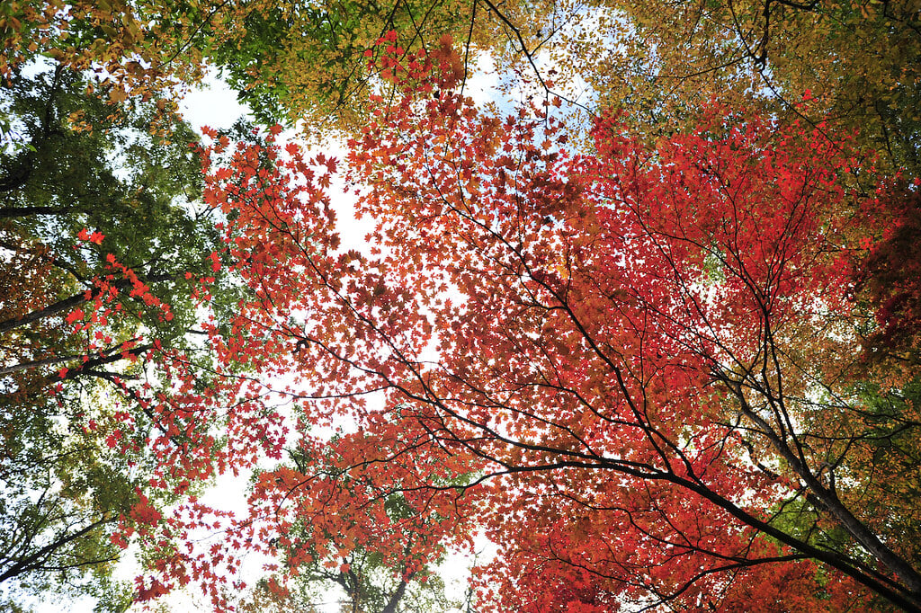 荘川であいの森の写真1