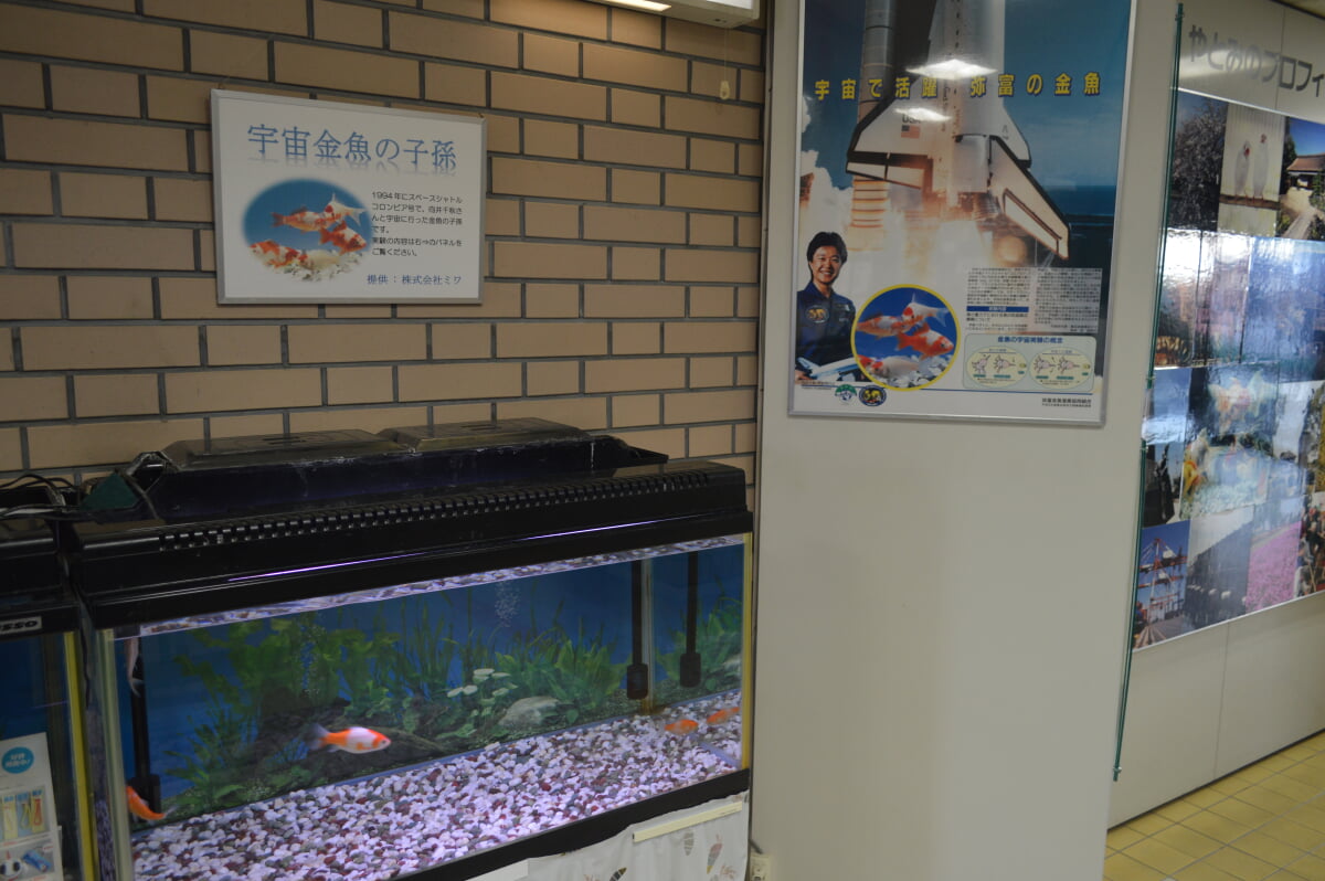 弥富市歴史民俗資料館の写真5