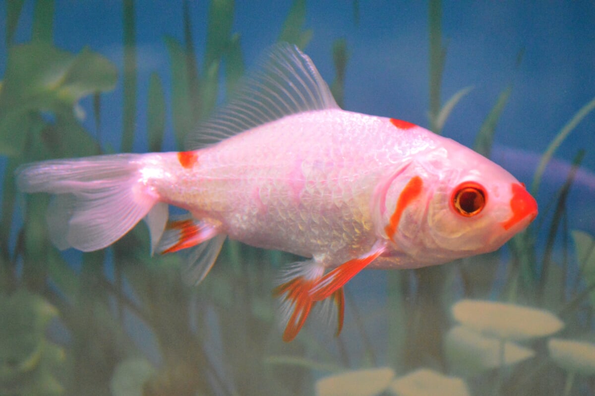 弥富市歴史民俗資料館の写真7