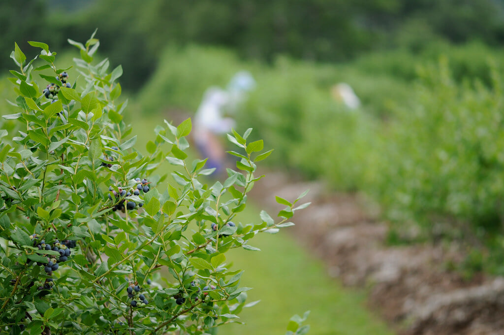 KAIDA FARMの写真1