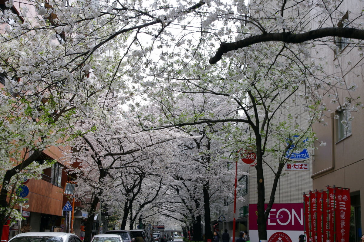 かむろ坂の写真2