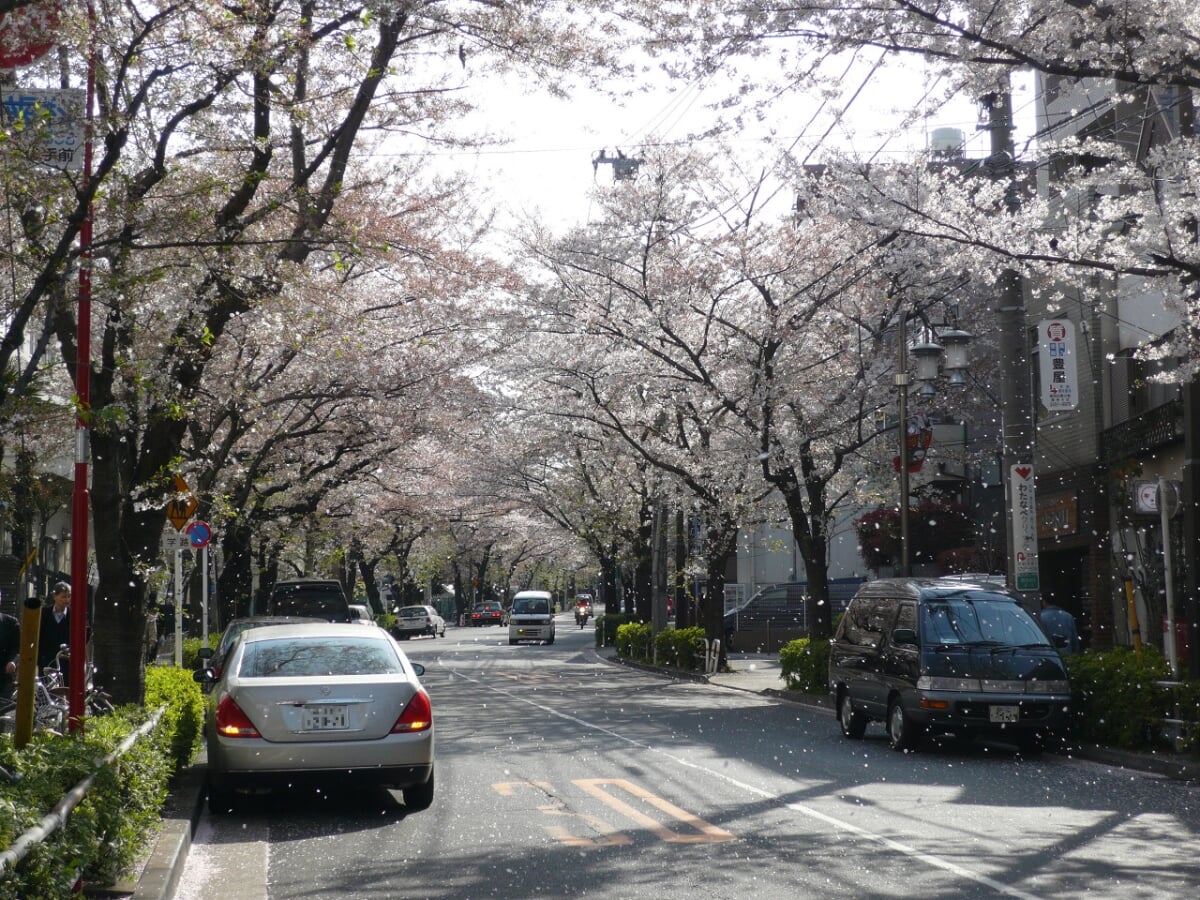 かむろ坂の写真3