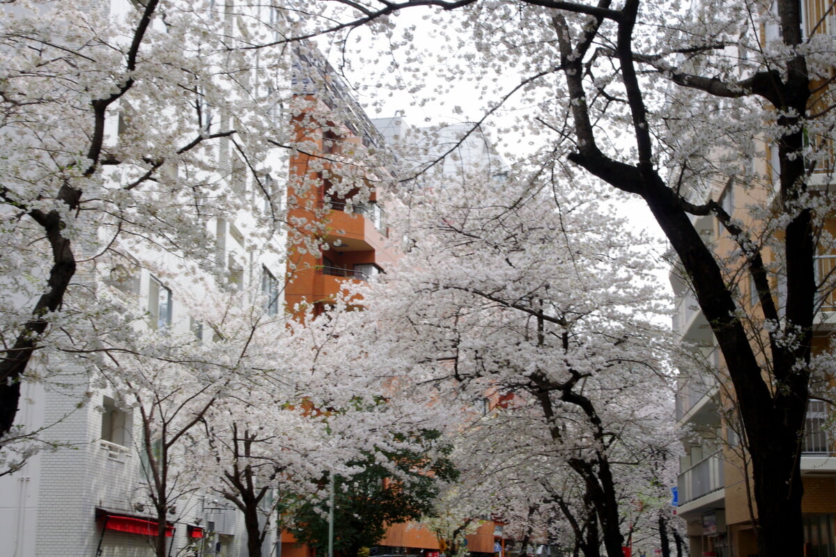 かむろ坂の写真4