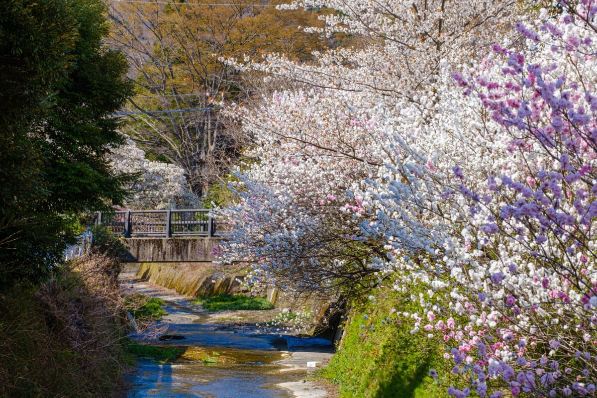 宮城野早川堤の写真3